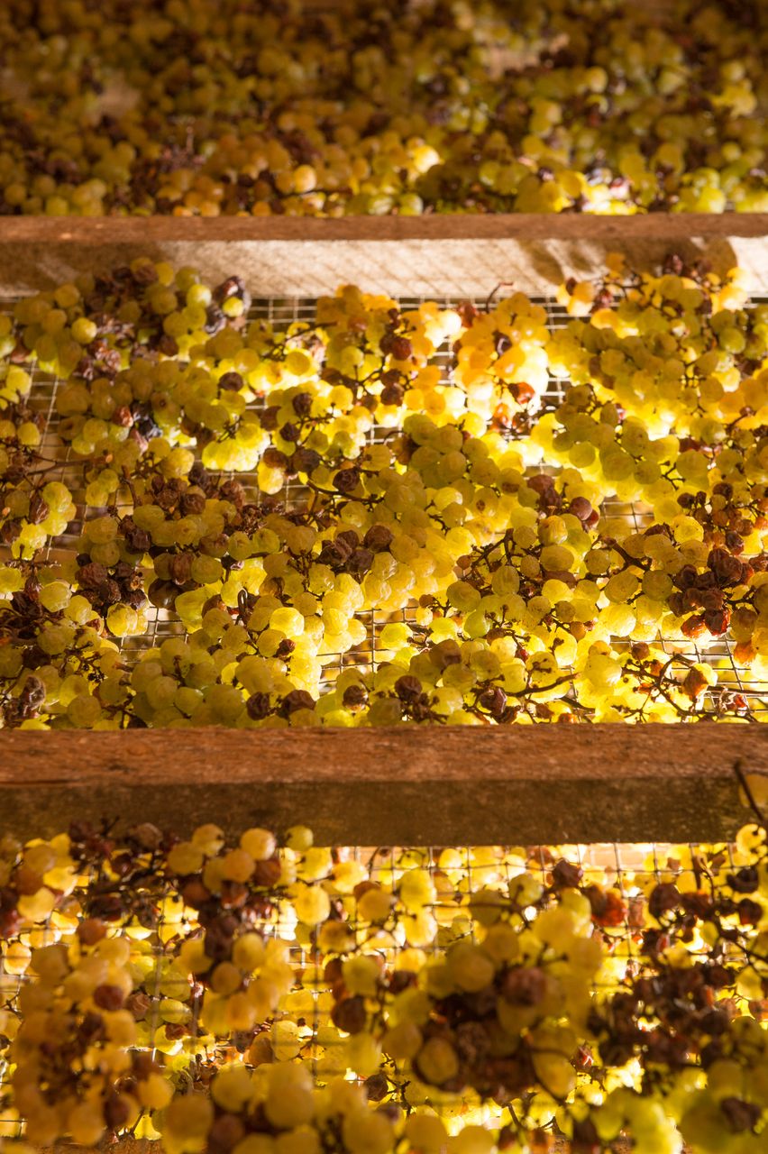 Vignoble Technique Vin de paille Mossu-0020